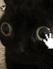 black cat with big round eyes, staring into space, being pet by a mouse cursor